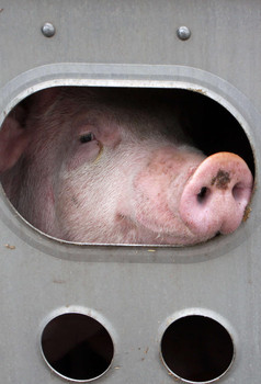 Schweinefleisch ungesund: Qualvoller Tiertransport
