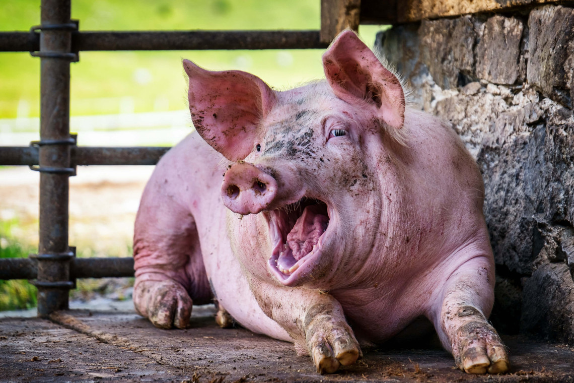 Schweinezucht: Ist Schweinefleisch wirklich ungesund?